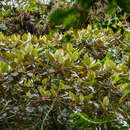 Image of Blakea rotundifolia D. Don