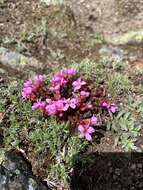 Image of cliff dwarf-primrose