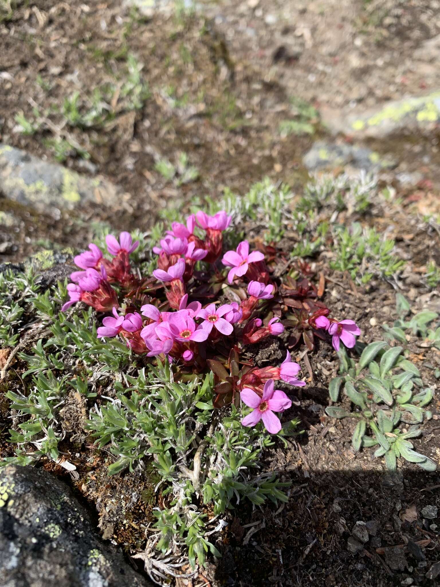 Plancia ëd Douglasia laevigata A. Gray