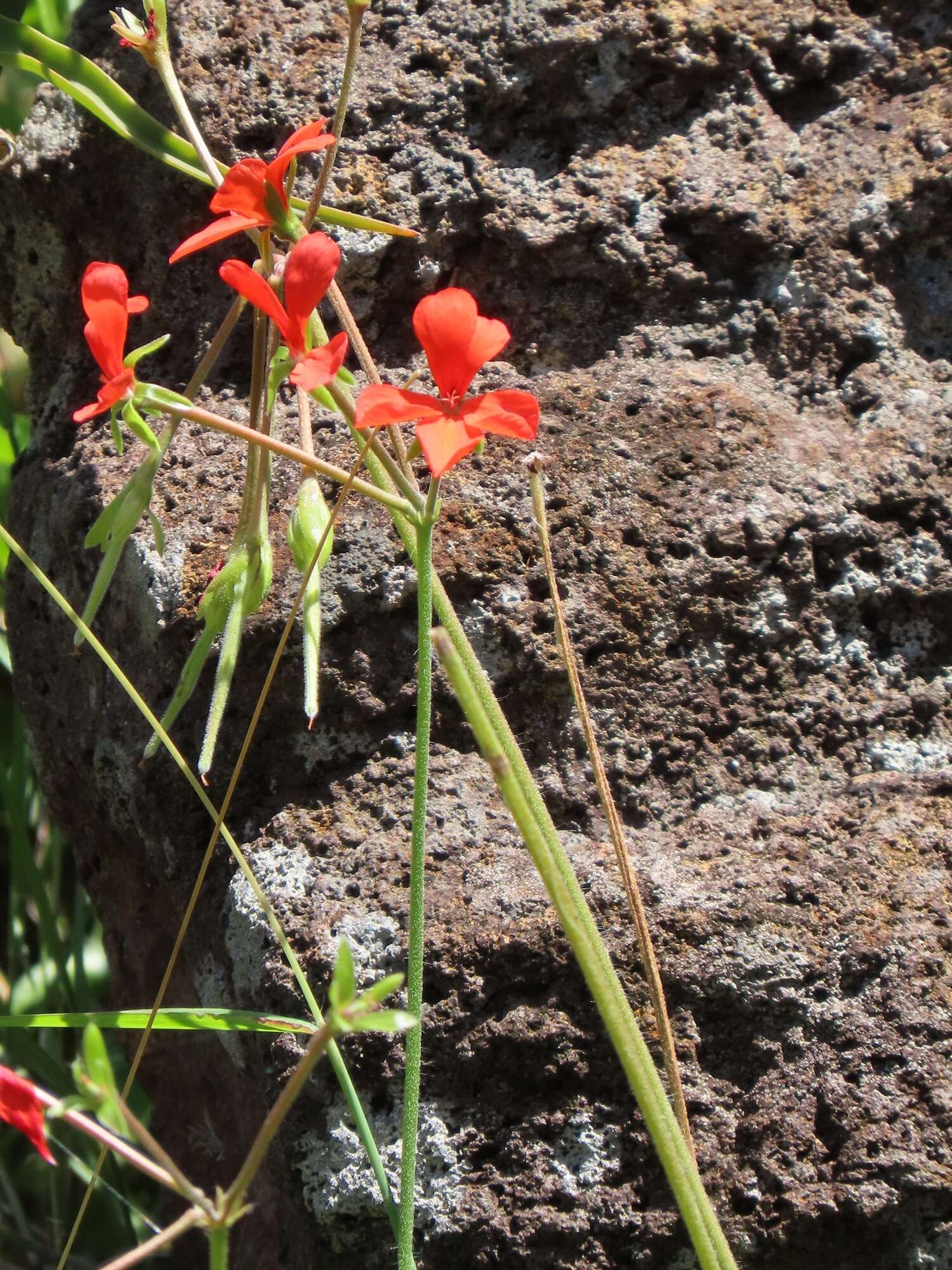 Image of Pelargonium tongaense P. Vorster