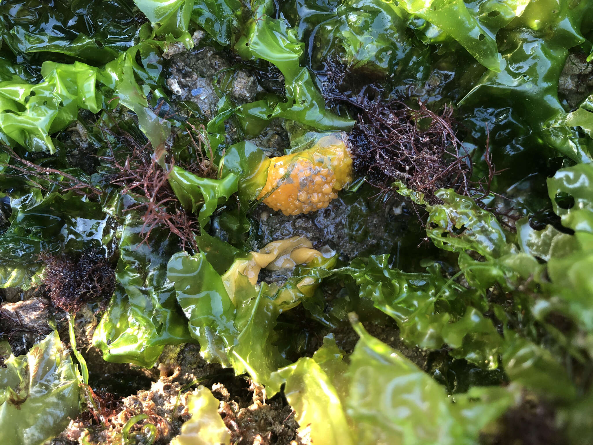 Image of Warty dorid