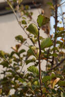 Image of Large-fruited Elm