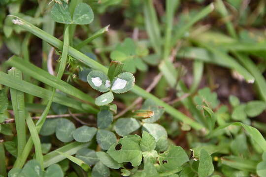 صورة Porphyrosela minuta Clarke 1953