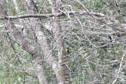 Image de Mésange de Taiwan