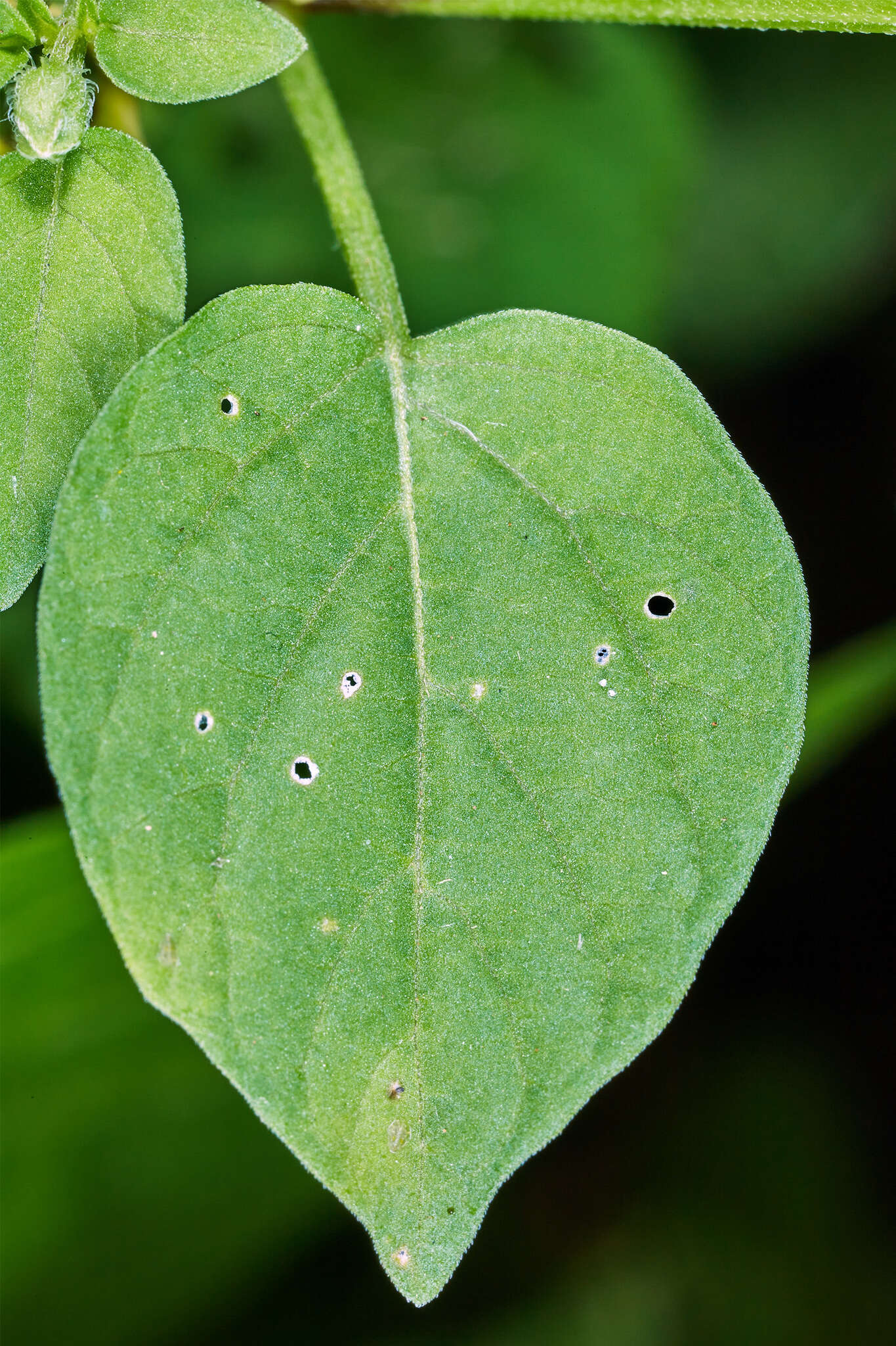 Image of Physalis ampla Waterf.