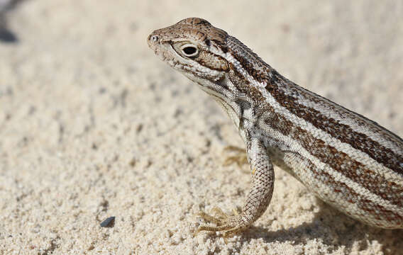 Image of Leiocephalus stictigaster Schwartz 1959