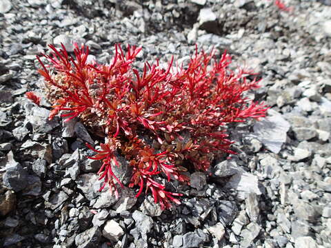 Image of Epilobium porphyrium G. Simpson