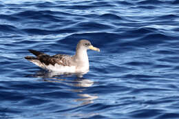 Image de Calonectris diomedea borealis