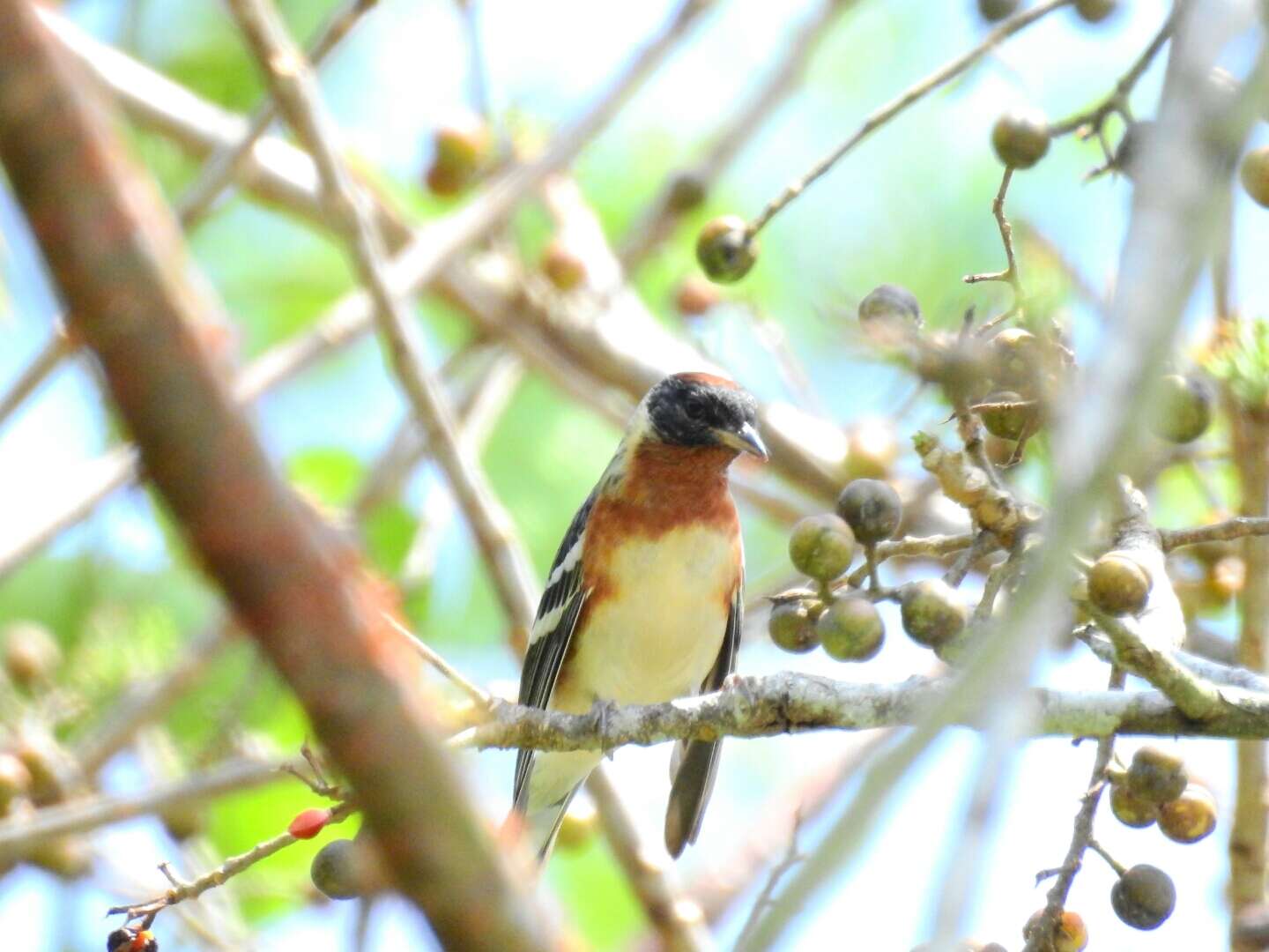 Image of Bay-breasted Warbler