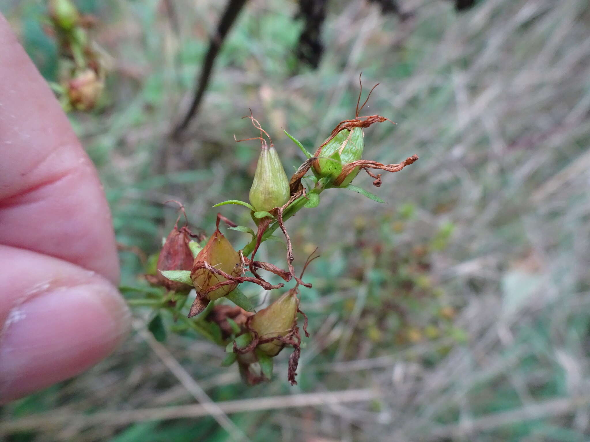 Sivun Hypericum desetangsii Lamotte kuva