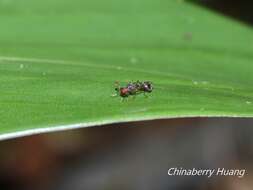 Teleopsis quadriguttata (Walker 1856)的圖片