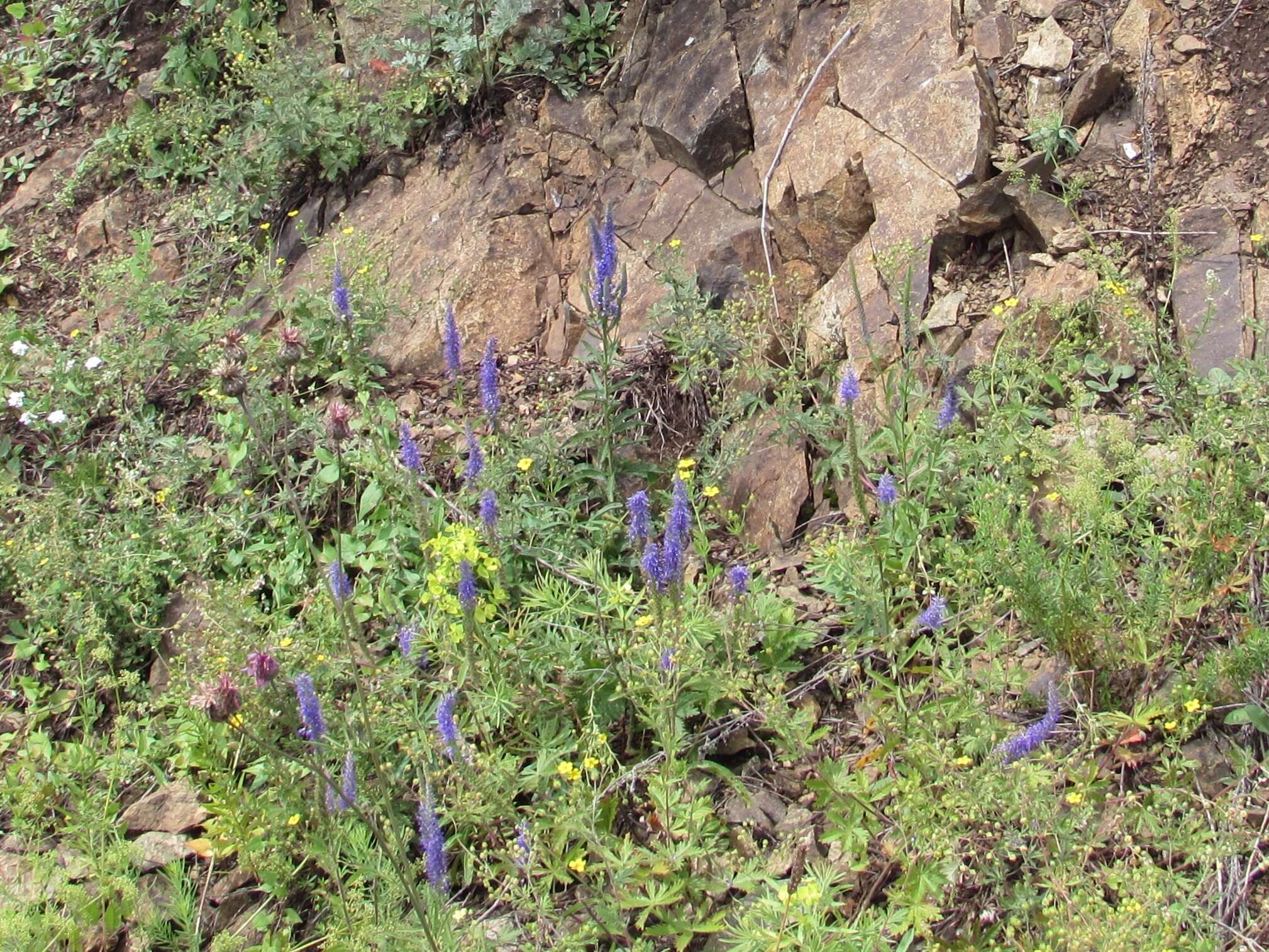 Image of spiked speedwell