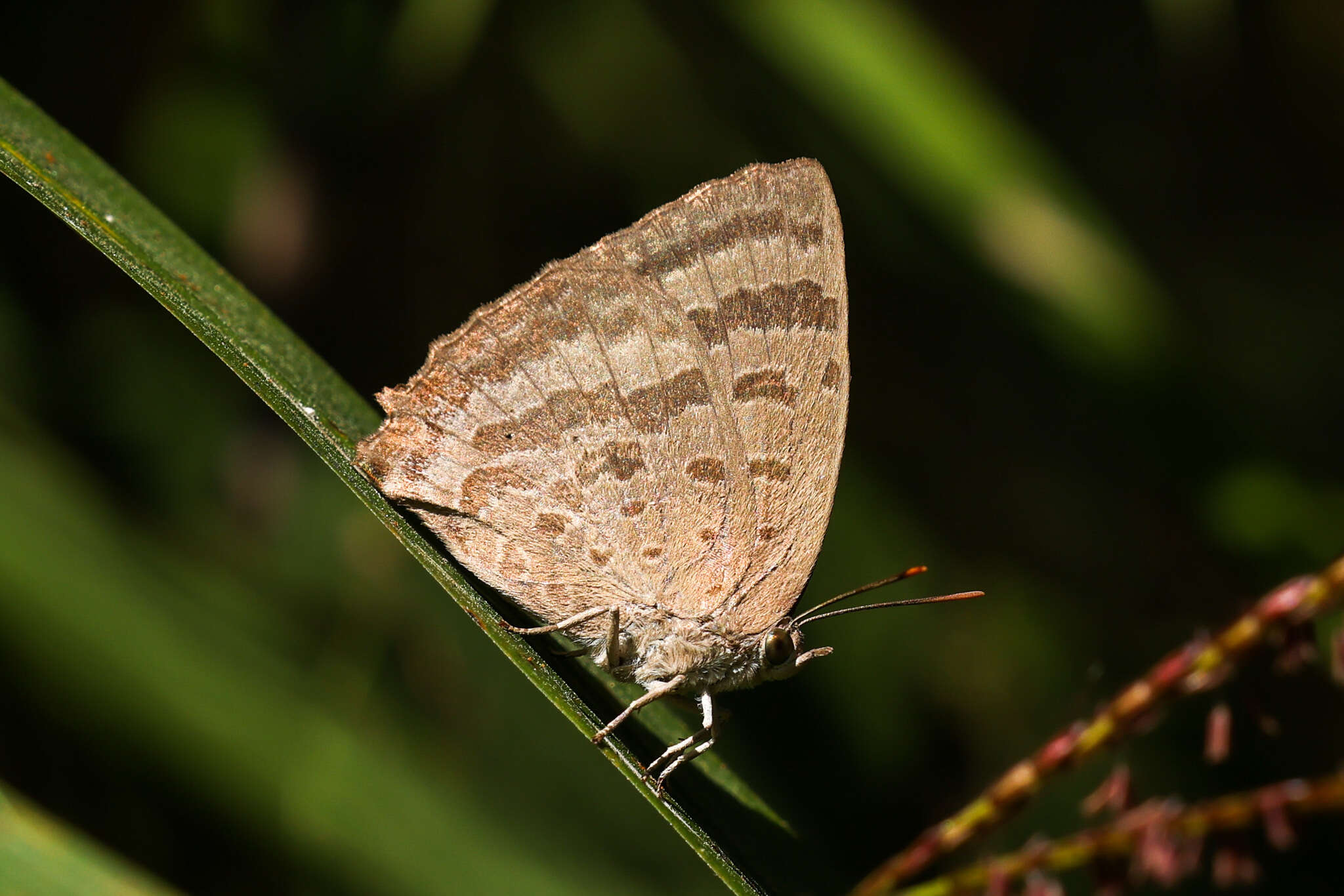 Image de Arhopala allata (Staudinger 1889)