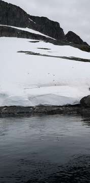 صورة Larus dominicanus austrinus Fleming & JH 1924