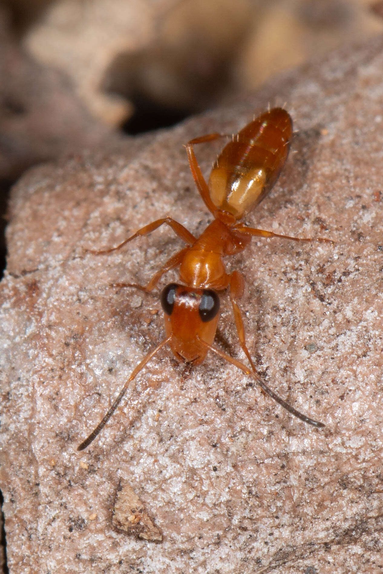 Image de Opisthopsis jocosus Wheeler 1918