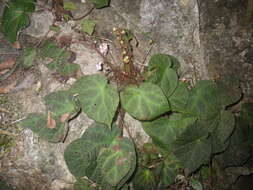 Image of Begonia chongzuoensis Yan Liu, S. M. Ku & C. I Peng