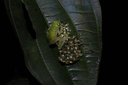 Image of La Palma Glass Frog