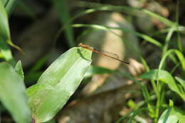 Image of Apanisagrion lais (Selys 1876)