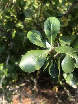 Imagem de Gardenia volkensii subsp. volkensii