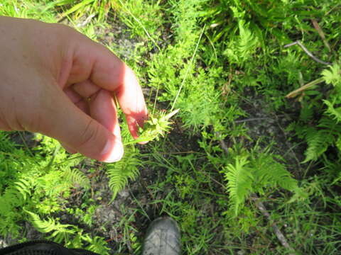 Image of Pine-Barren Sedge