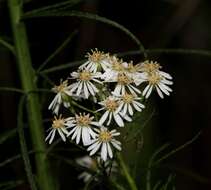 Image of swamp daisy-bush