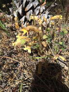 Image of clustered broomrape