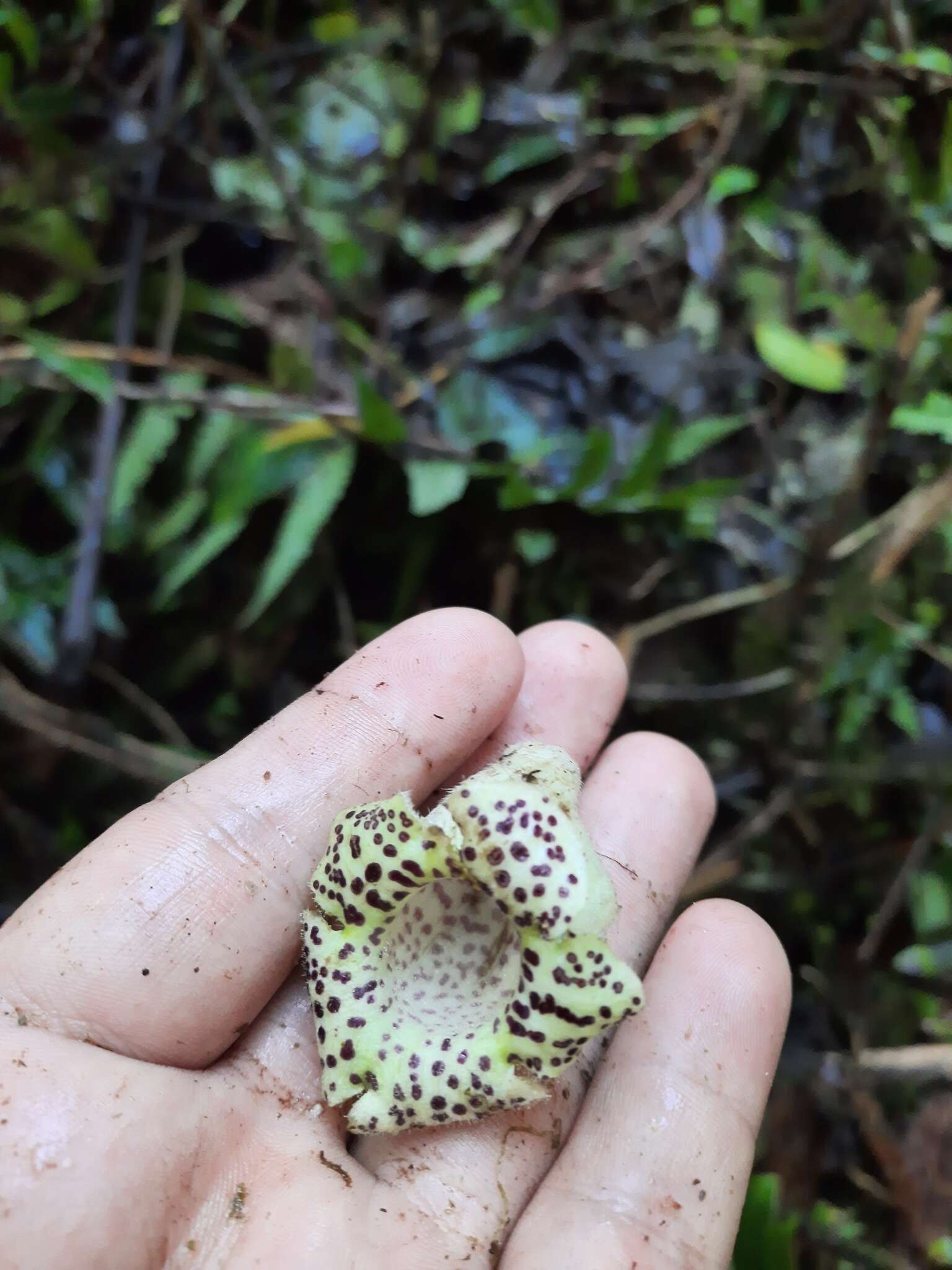 Sivun Kohleria tigridia (Ohlend.) Roalson & Boggan kuva