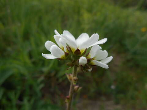 Слика од Saxifraga bulbifera L.