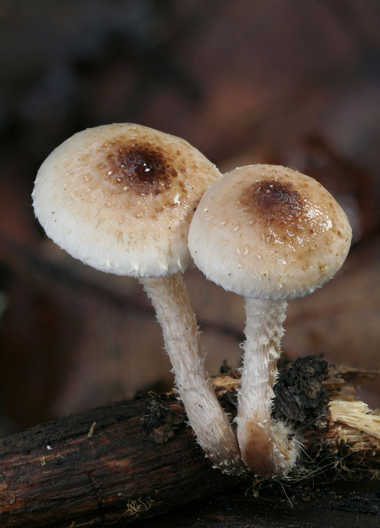 Image of Pholiota decorata (Murrill) A. H. Sm. & Hesler 1968