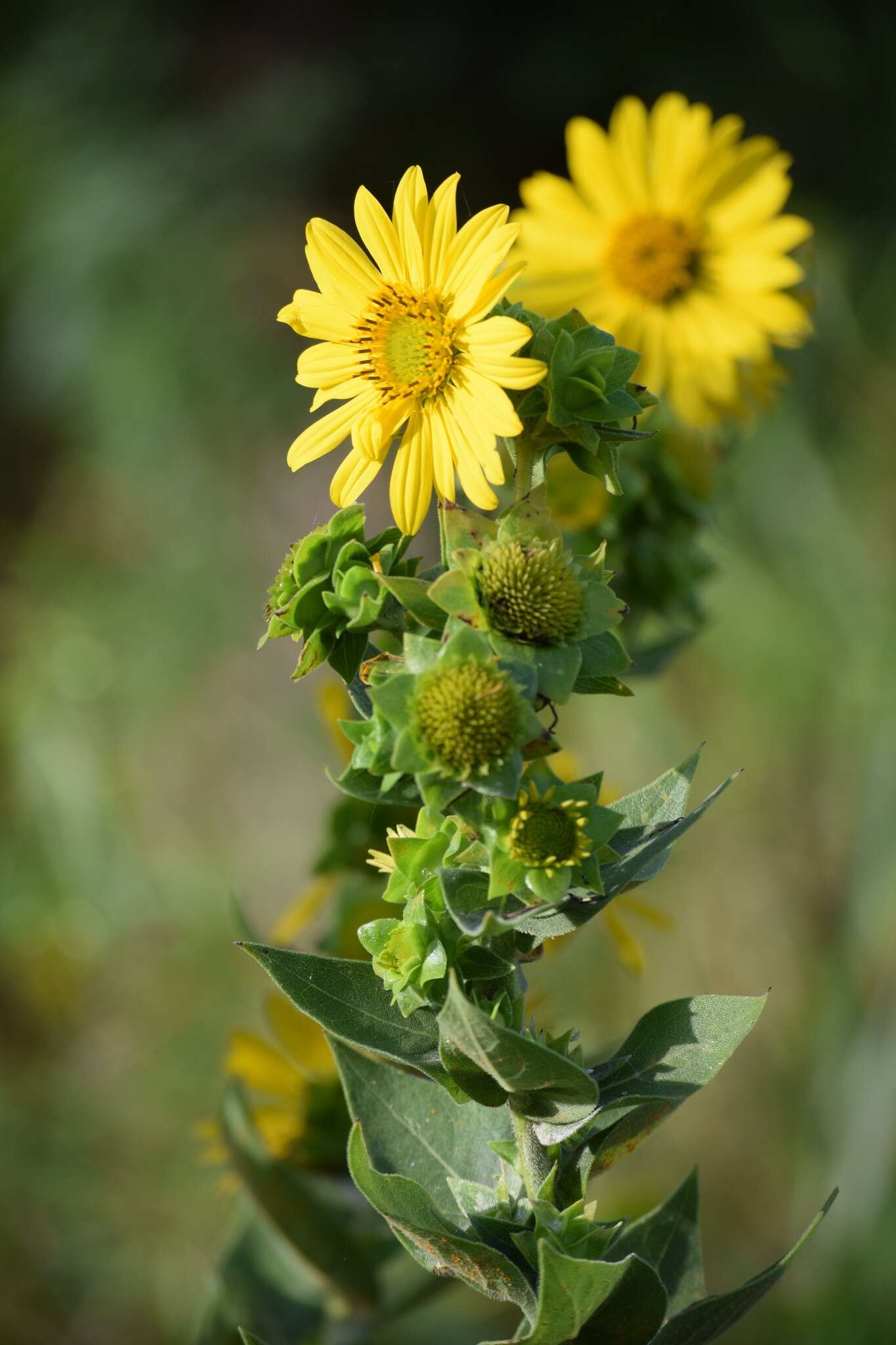 Image of roughstem rosinweed