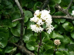 Image of Valeriana asarifolia Dufresne