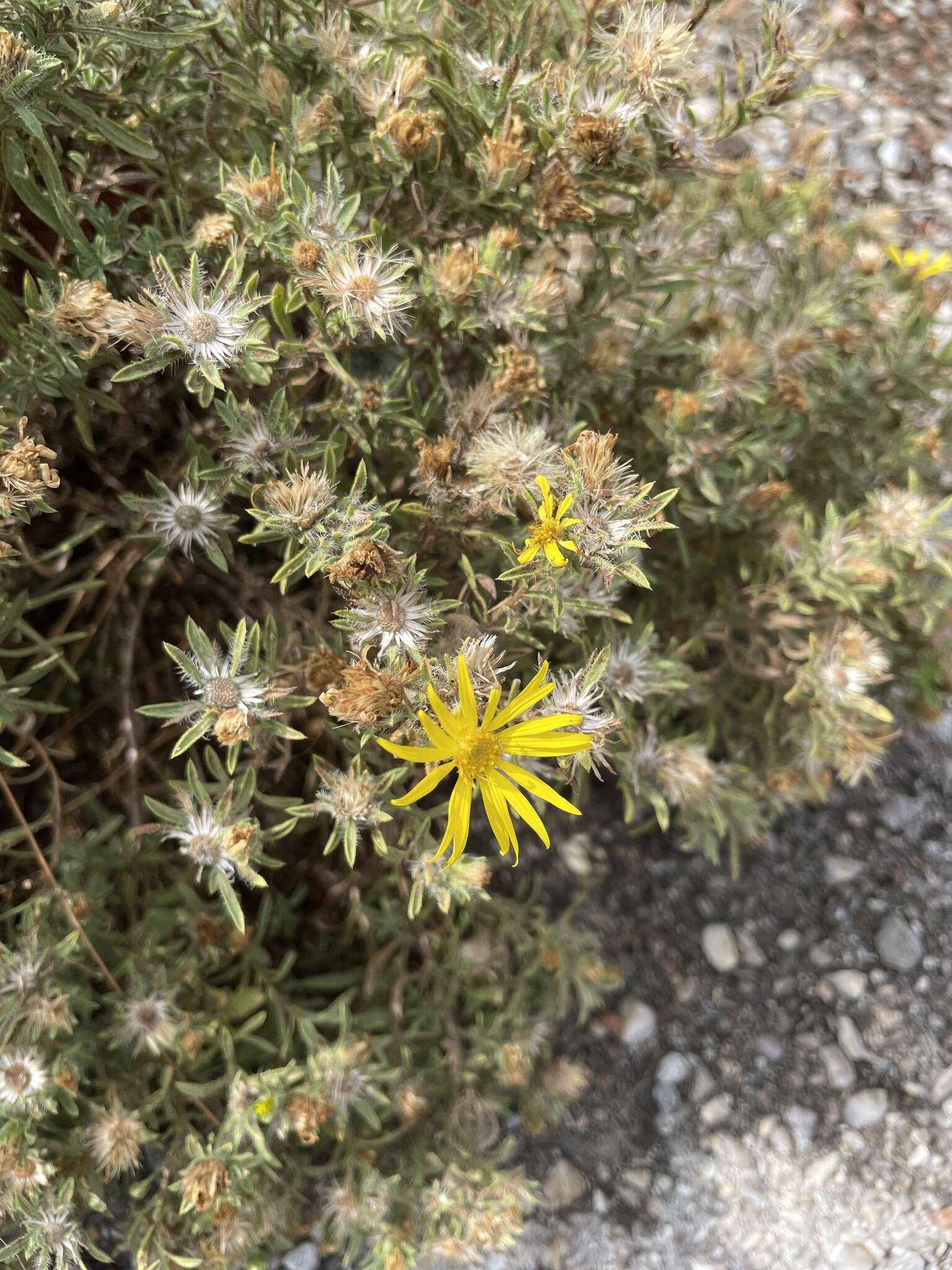 Image of stiffleaf false goldenaster