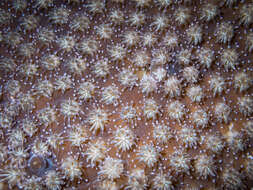 Image of Galaxea coral