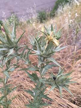 Image of woolly distaff thistle