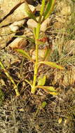 Image of Kalanchoe paniculata Harv.