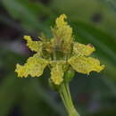 Image of Ferraria welwitschii Baker