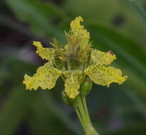 Image of Ferraria welwitschii Baker