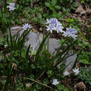 Image of Scilla verna subsp. verna