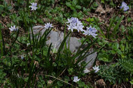 Image de Scilla verna subsp. verna