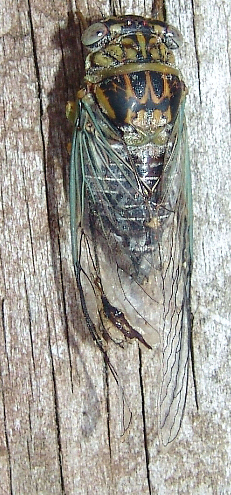 Sivun Diceroprocta vitripennis (Say 1830) kuva