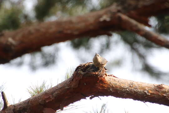 Image of Chinese Nuthatch