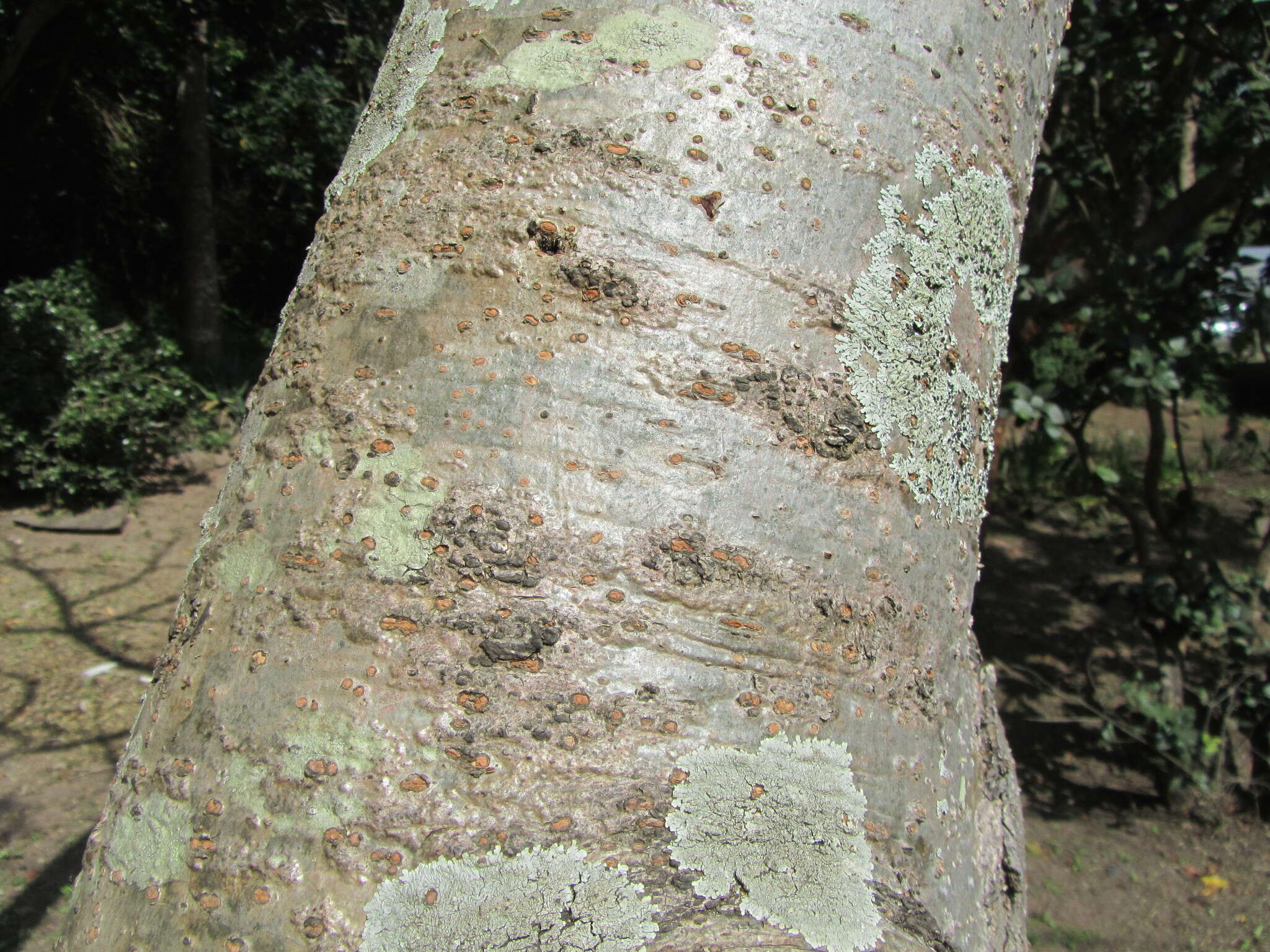 Imagem de Commiphora woodii Engl.