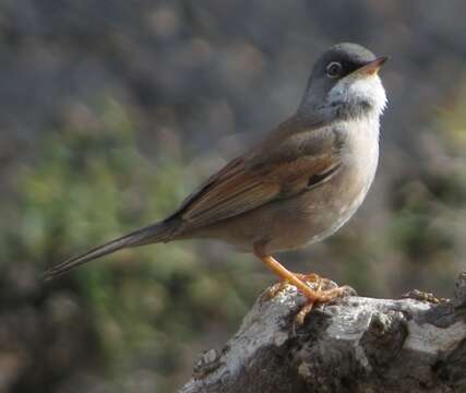 Sivun Curruca conspicillata (Temminck 1820) kuva