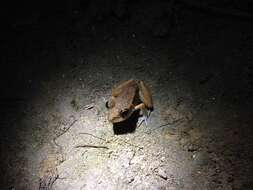 Image of Fort Randolph Robber Frog