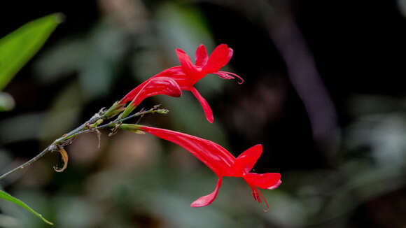 صورة Ruellia macrophylla Vahl