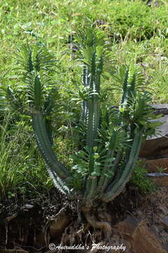 Image of Euphorbia royleana Boiss.