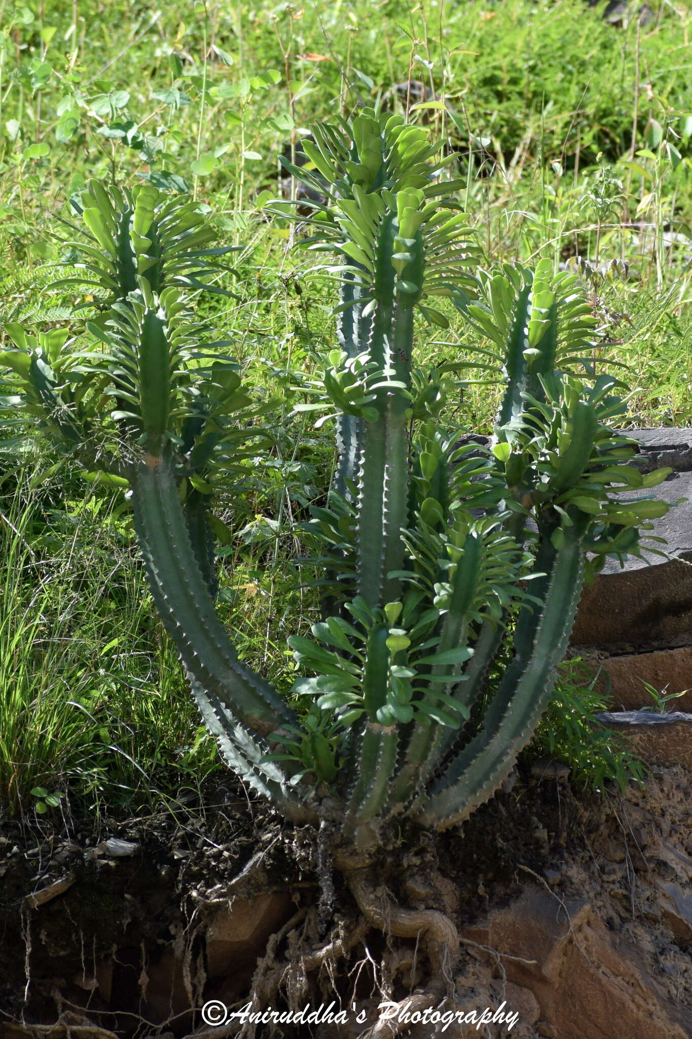 Image of Euphorbia royleana Boiss.