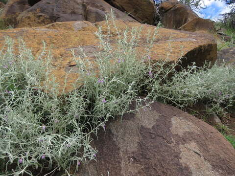 Image of Stachys linearis Burch. ex Benth.