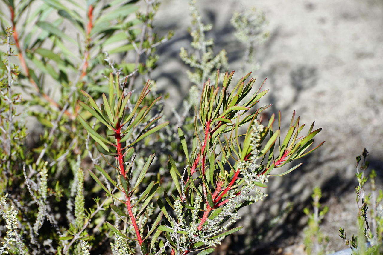 Plancia ëd Protea scolymocephala (L.) Reich.