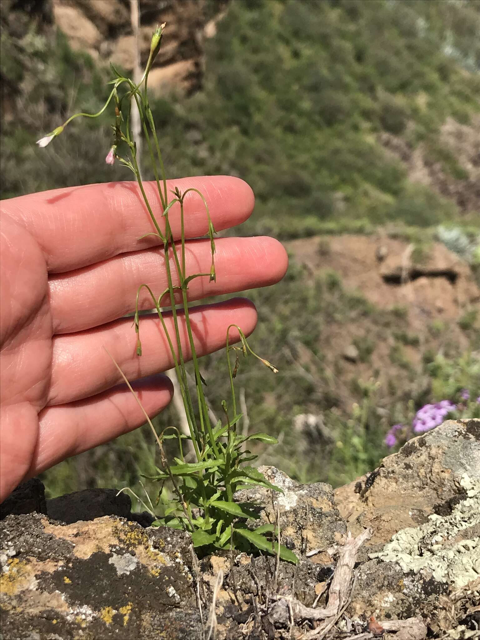 Image of Wahlenbergia lobelioides (L. fil.) Link